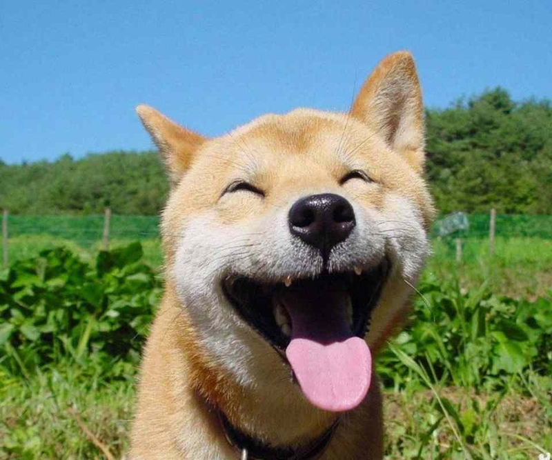 Thịt cầy gác bếp